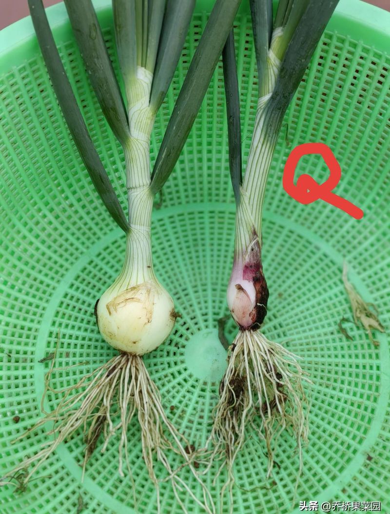 洋葱的种植方法视频