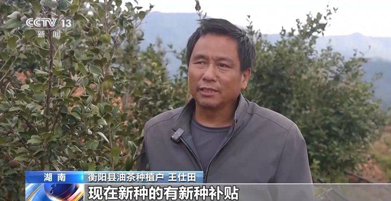Technology for mountain oil and tea tree cultivation