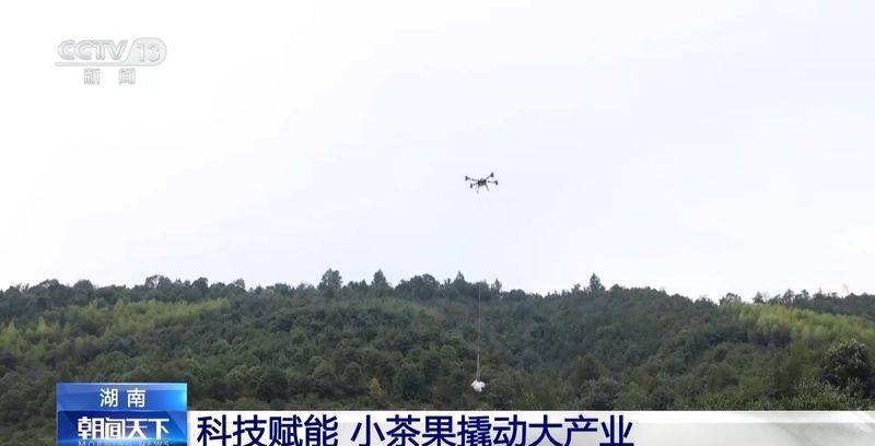Technology for mountain oil and tea tree cultivation