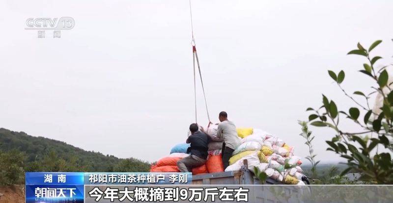 Technology for mountain oil and tea tree cultivation