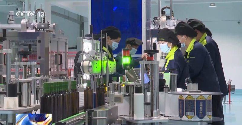Technology for mountain oil and tea tree cultivation