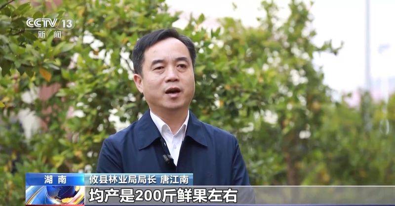 Technology for mountain oil and tea tree cultivation