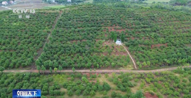Technology for mountain oil and tea tree cultivation