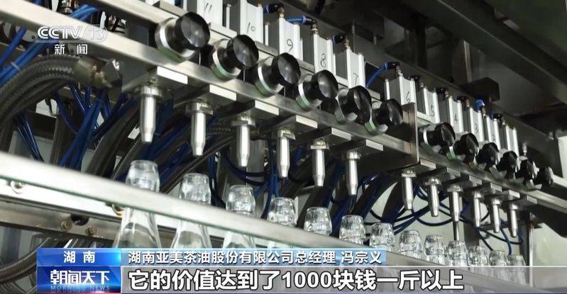 Technology for mountain oil and tea tree cultivation