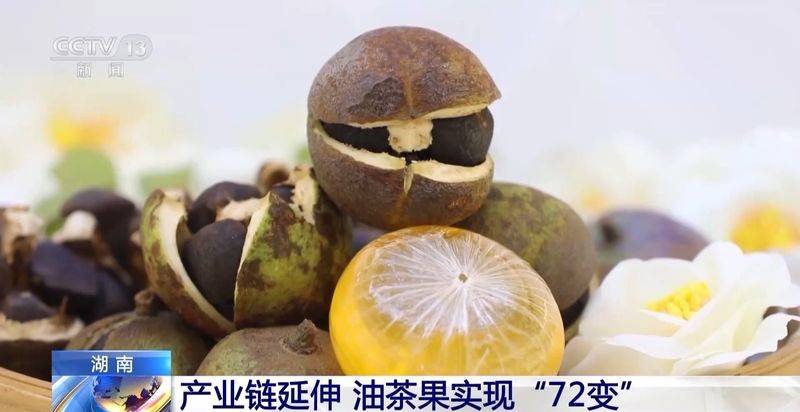Technology for mountain oil and tea tree cultivation
