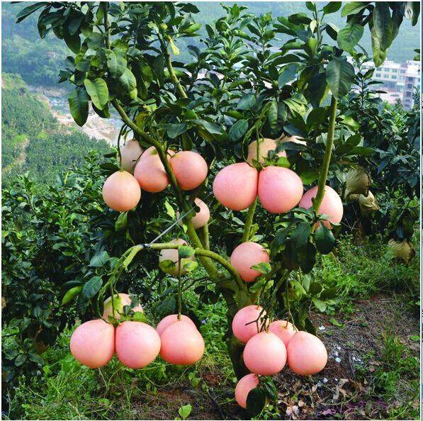 New varieties of fruit trees growing honeyfruit seedlings