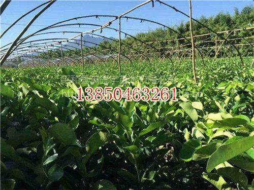 New varieties of fruit trees growing honeyfruit seedlings