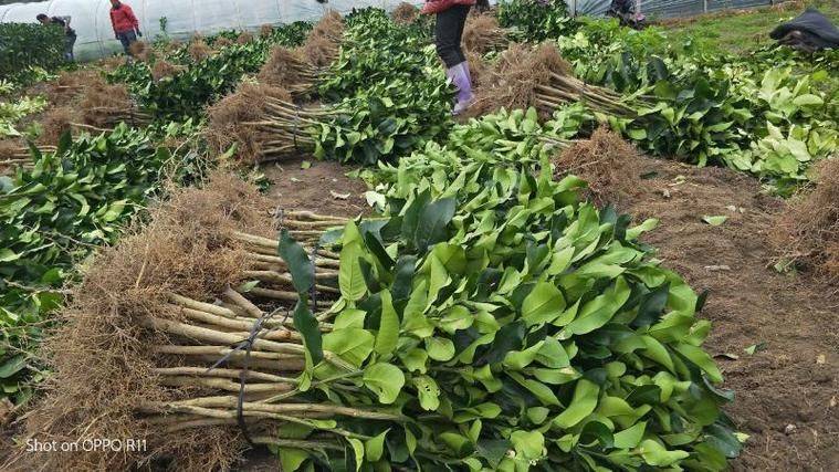 New varieties of fruit trees growing honeyfruit seedlings