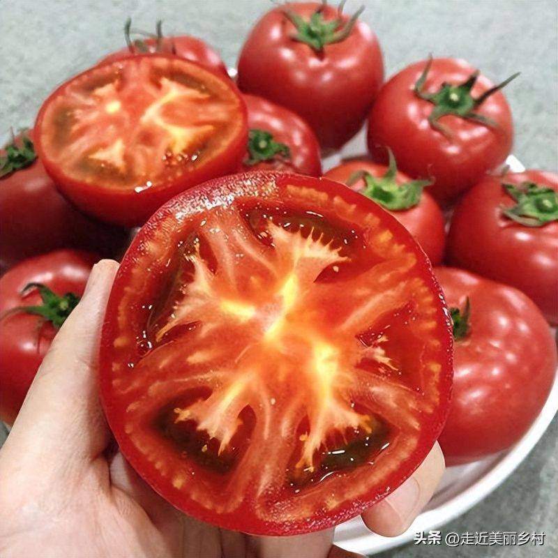Technology for hard powder tomatoes