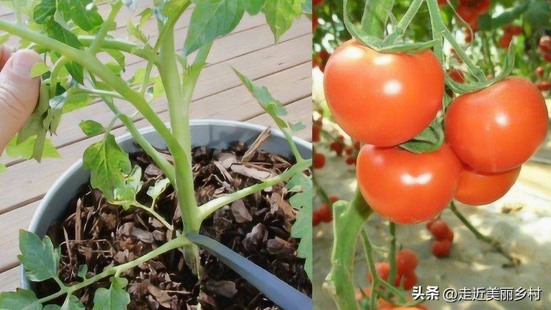 Technology for hard powder tomatoes