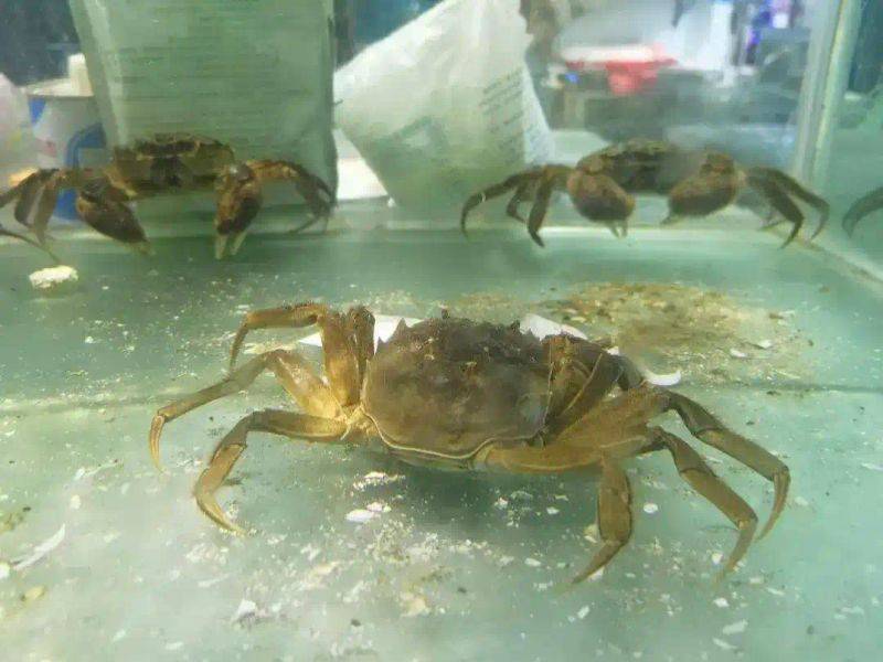 大闸蟹多少钱一公斤