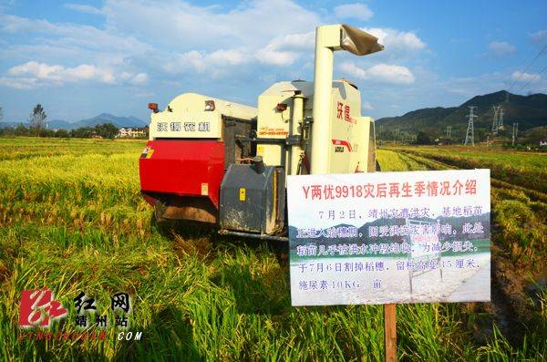 Agricultural techniques for regenerative rice