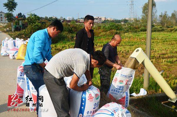 Agricultural techniques for regenerative rice