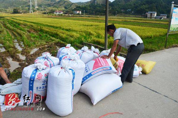 Agricultural techniques for regenerative rice