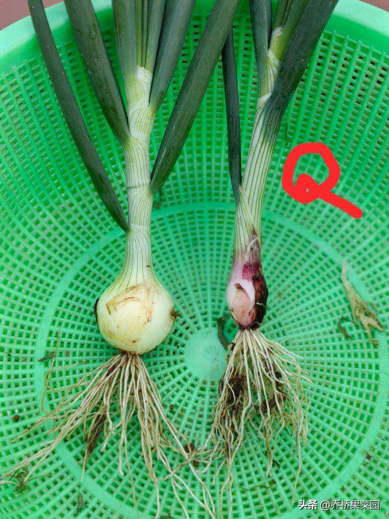 洋葱的种植方法视频