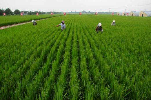 Rice cultivation methods