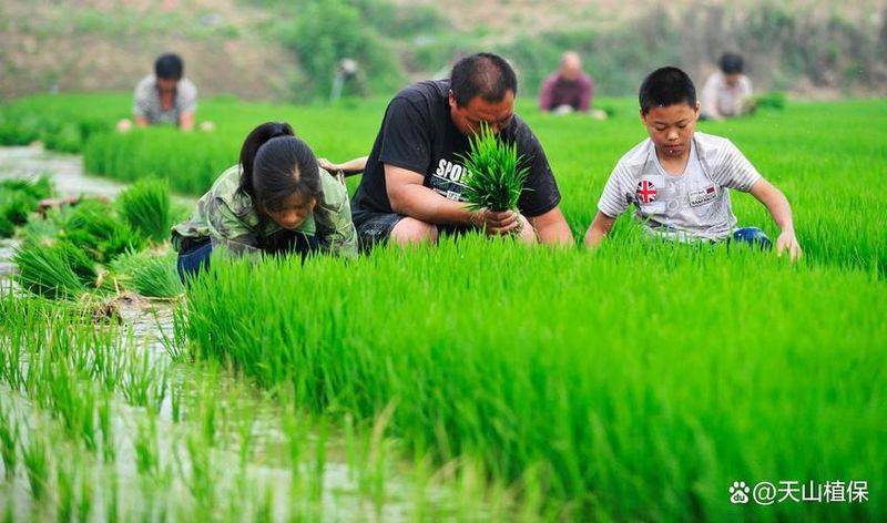 Rice cultivation methods