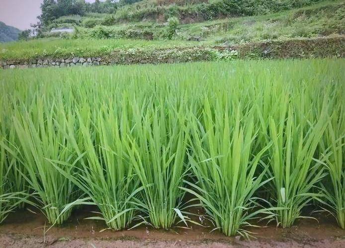 Rice cultivation methods