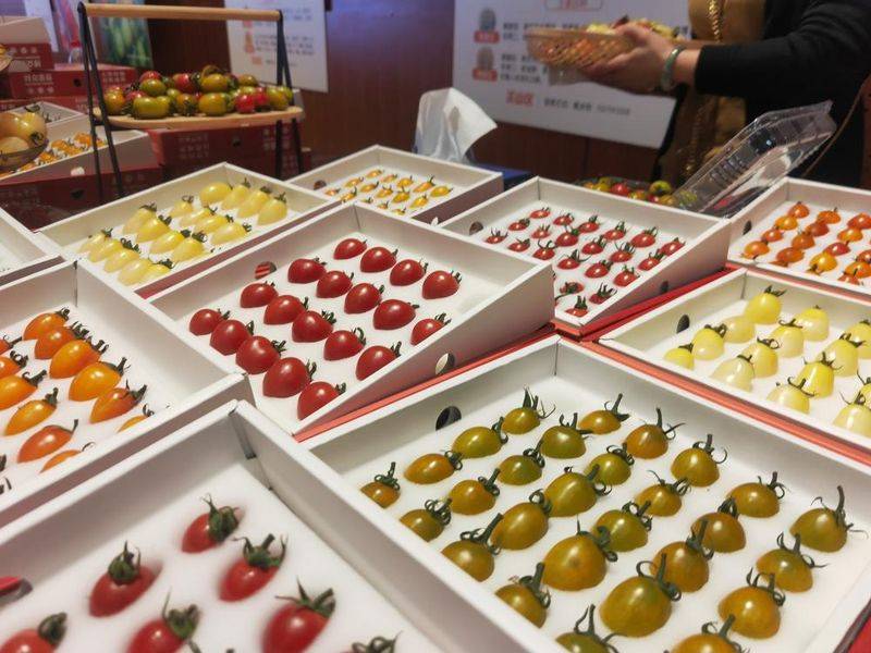 Family planning techniques for pearl tomatoes
