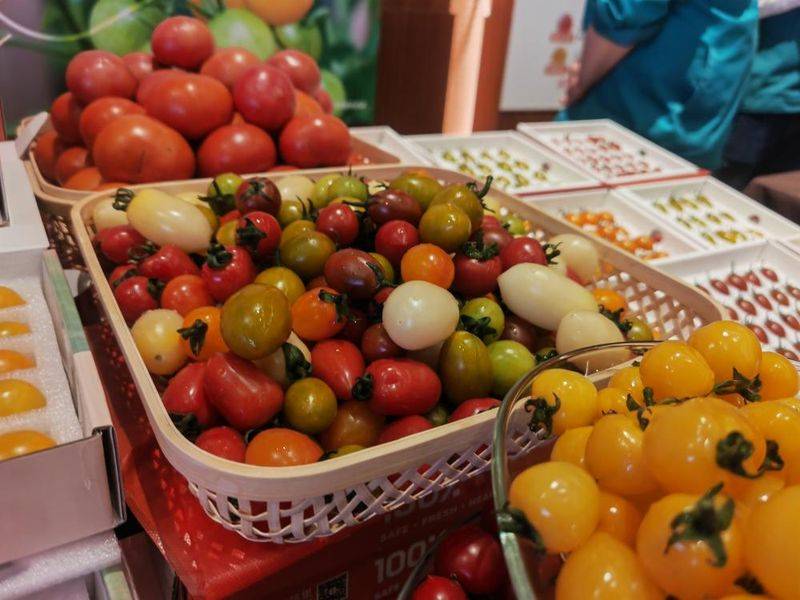 Family planning techniques for pearl tomatoes