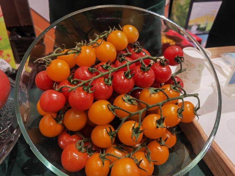 Family planning techniques for pearl tomatoes