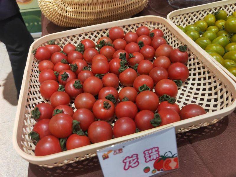 Family planning techniques for pearl tomatoes