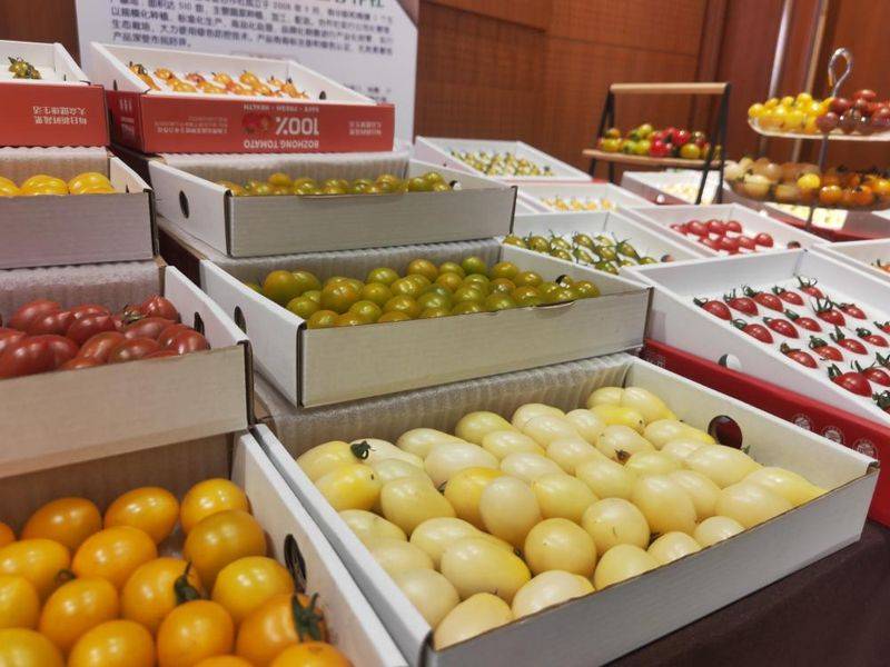 Family planning techniques for pearl tomatoes