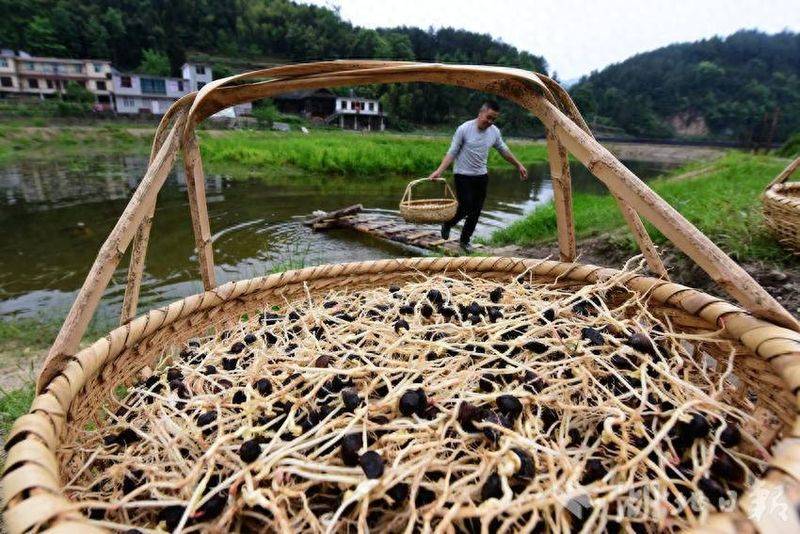 Oil and tea breeding techniques