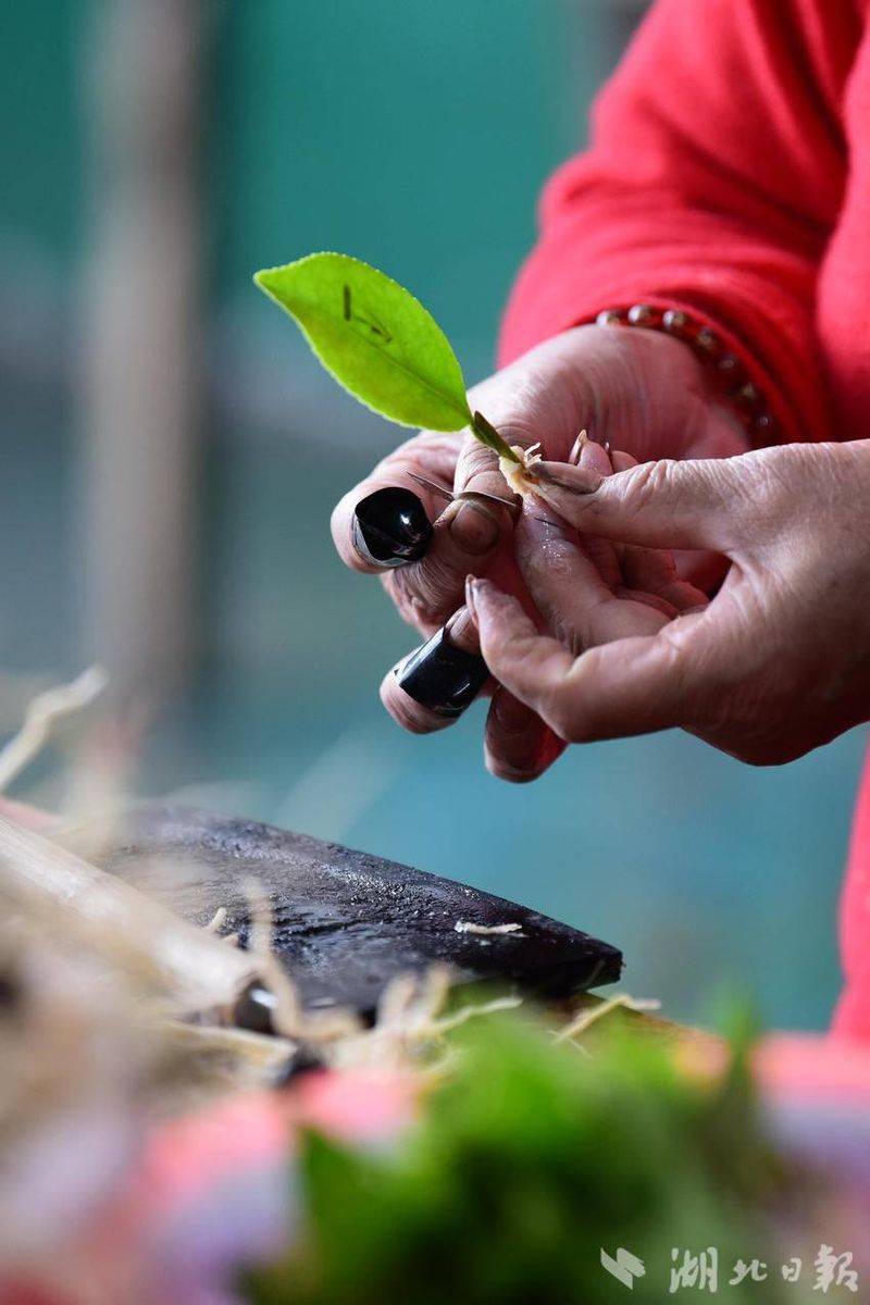 Oil and tea breeding techniques