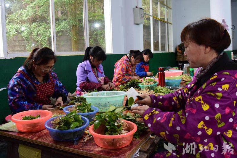 Oil and tea breeding techniques