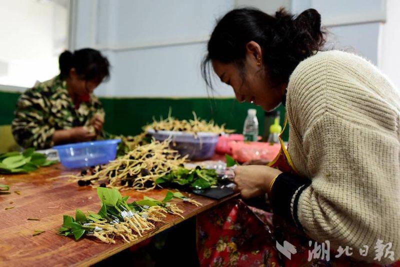Oil and tea breeding techniques