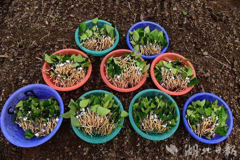 Oil and tea breeding techniques
