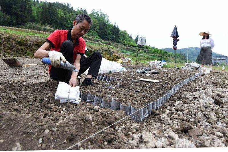 Oil and tea breeding techniques