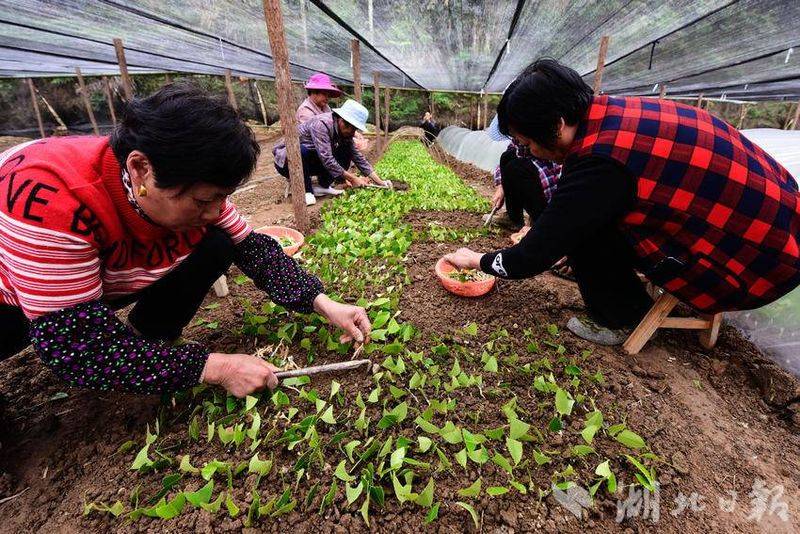 Oil and tea breeding techniques