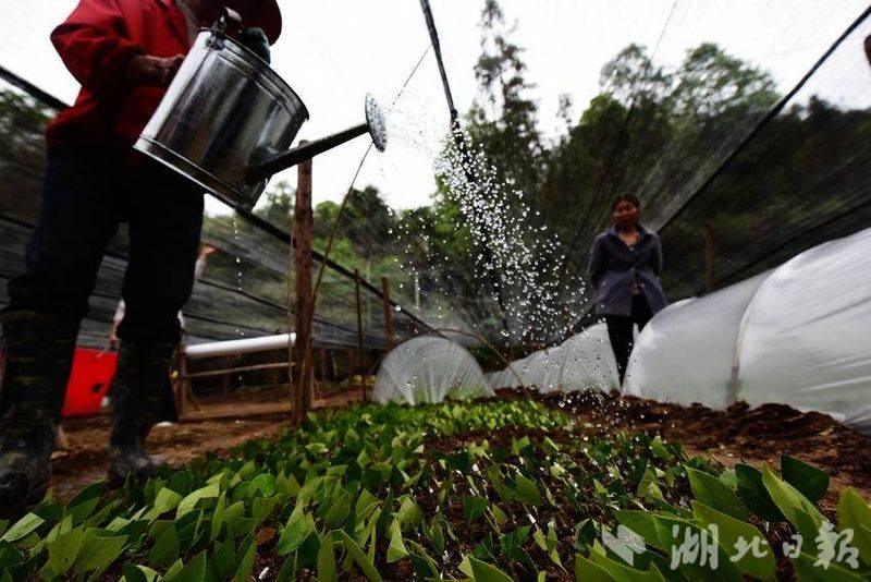 Oil and tea breeding techniques