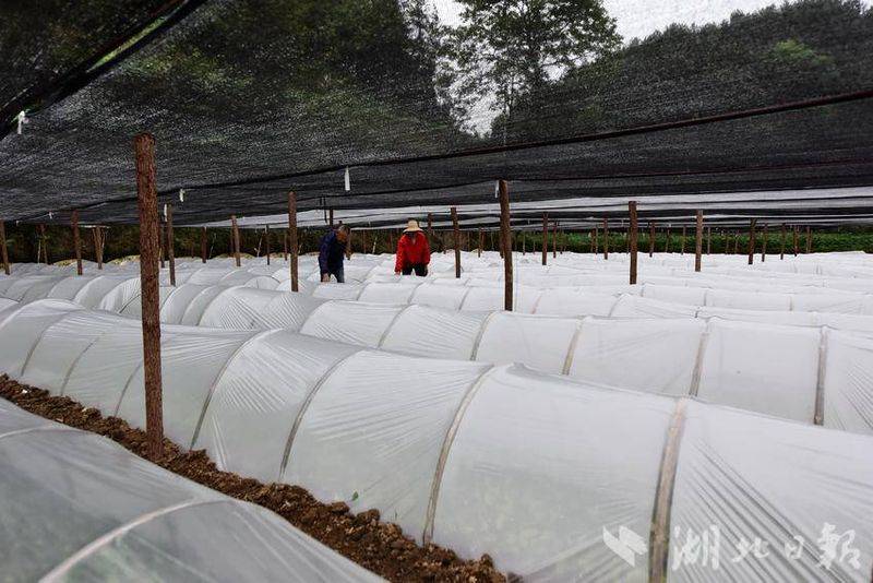 Oil and tea breeding techniques