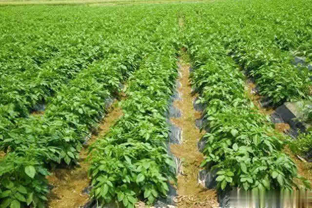 Scientific cultivation of potatoes