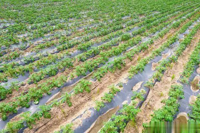 Scientific cultivation of potatoes
