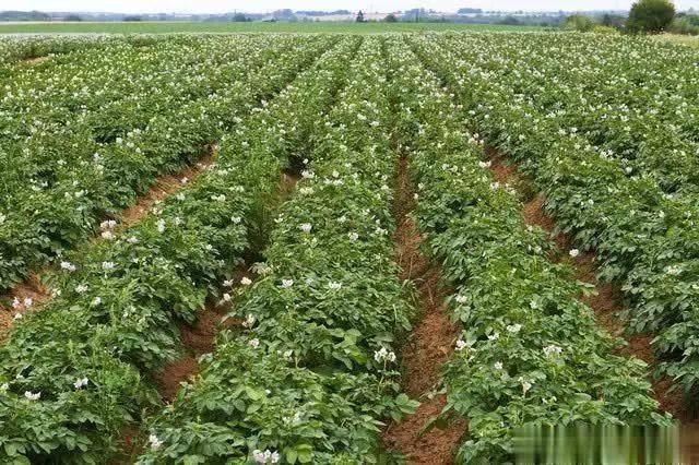 Scientific cultivation of potatoes