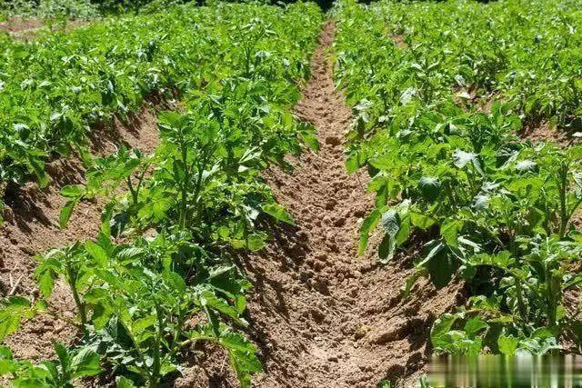 Scientific cultivation of potatoes