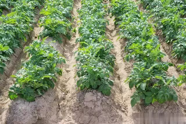 Scientific cultivation of potatoes