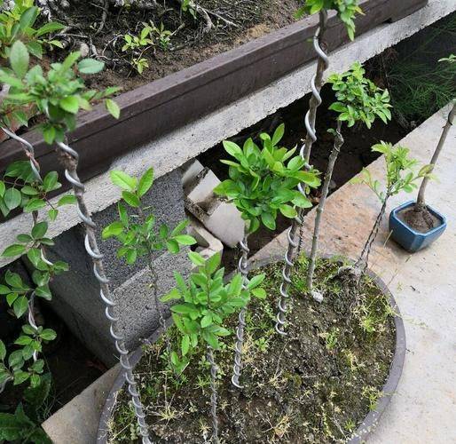 Methods of planting seedlings