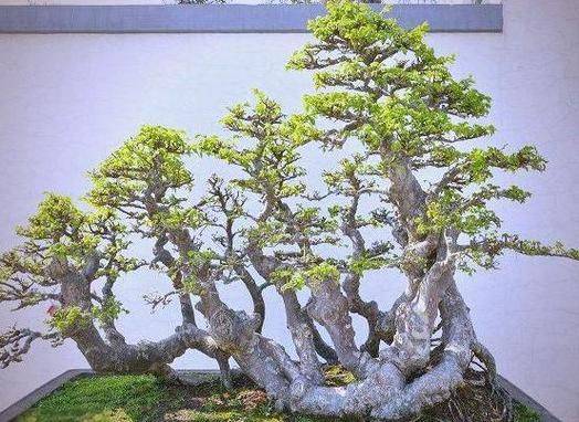 Methods of planting seedlings