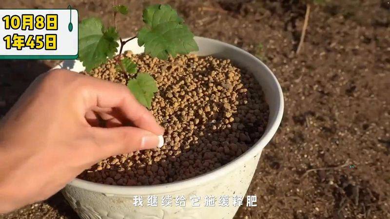 The way the giant grapes grow