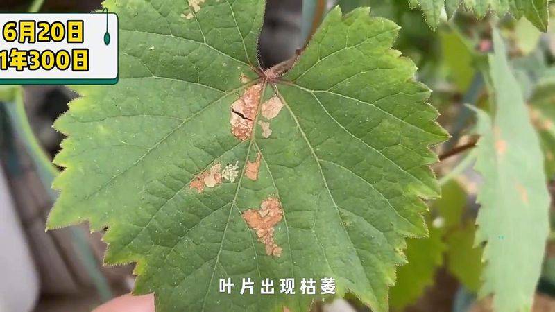 The way the giant grapes grow