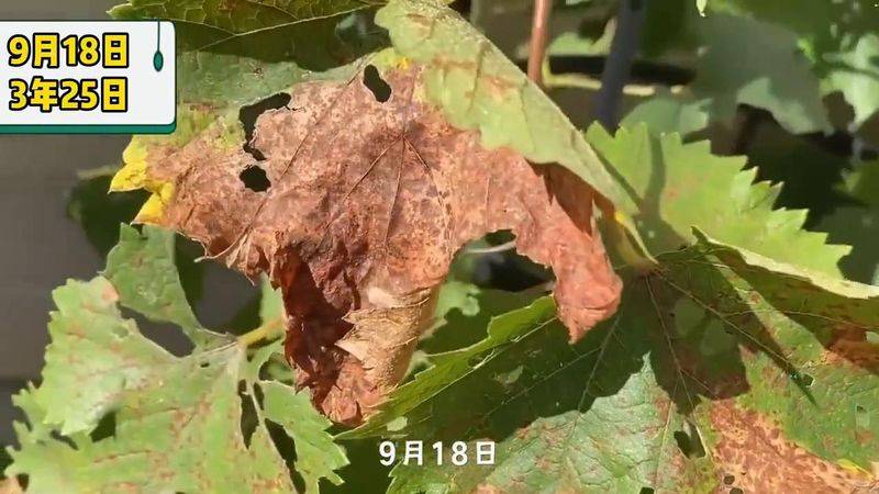 The way the giant grapes grow