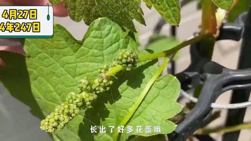 The way the giant grapes grow