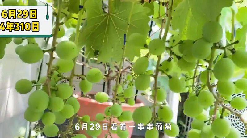 The way the giant grapes grow