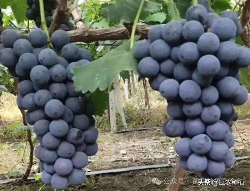 The way the giant grapes grow