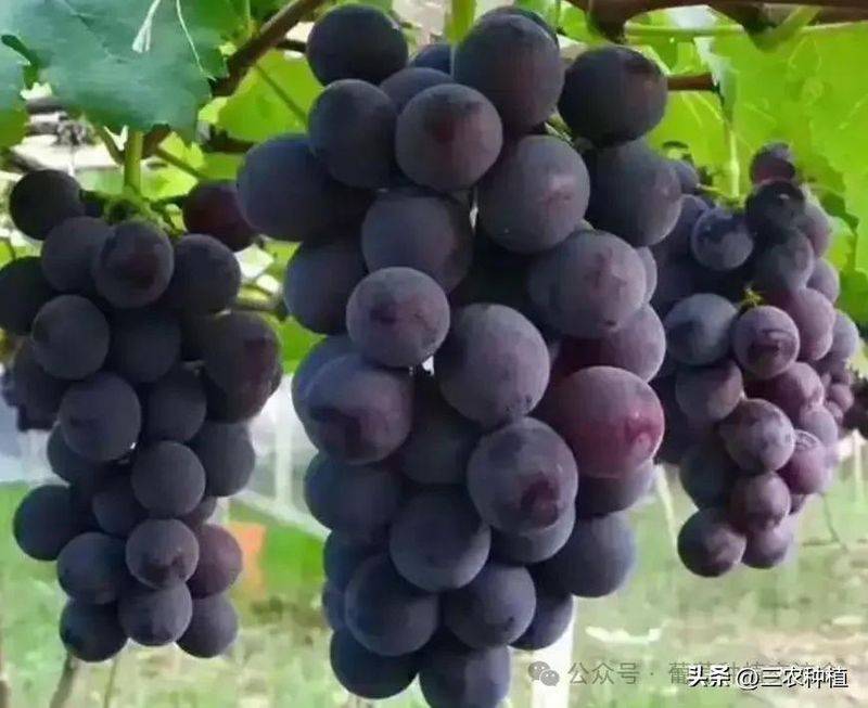 The way the giant grapes grow
